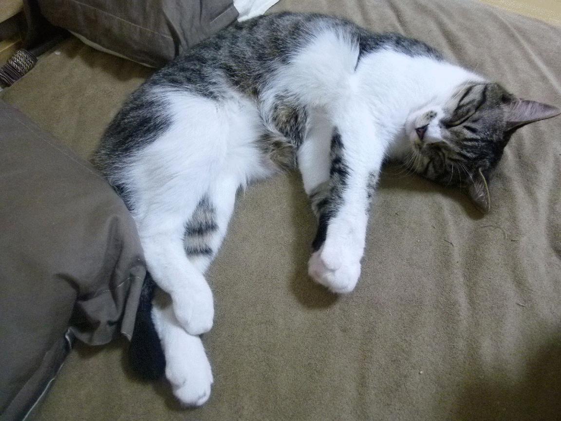 CBA球队全面升级体能管理体系，cba身体素质要求